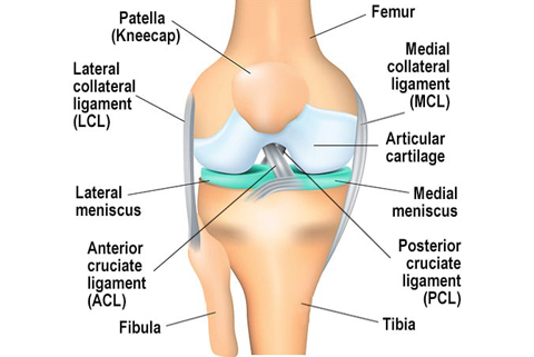 What Is the Meniscus?